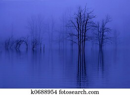 trees in fog trees in fog
