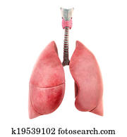 Anatomy of human lungs Anatomy of human lungs