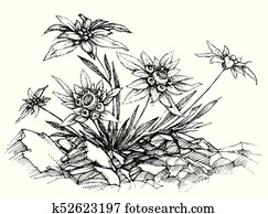 Edelweiss etch Edelweiss etch