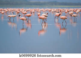 Flamingos Flamingos