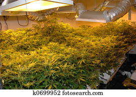 ilegal, cannabis, fábrica