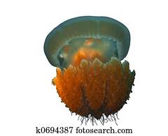 jellyfish isolated jellyfish isolated