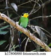 Long-tailed Broadbill