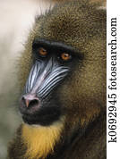 Mandrill