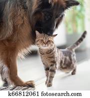 Cat and dog together indoors. Friendship between pets. Cat and dog together indoors. Friendship between pets.