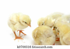 chicks