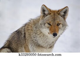 Coyote Coyote