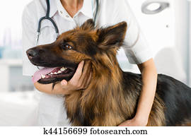 cão, exame, por, doutor veterinário, em, clínica