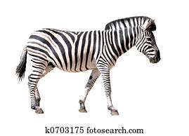 isolated zebra isolated zebra