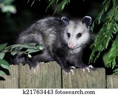 Virginia Opossum at Night Virginia Opossum at Night