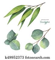 Watercolor vector hand painted set with eucalyptus leaves and branches. Watercolor vector hand painted set with eucalyptus leaves and branches.