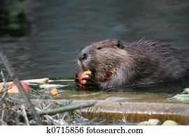 Beaver Beaver
