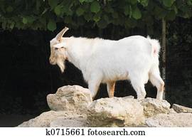 goat goat