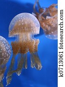 Jellyfish Jellyfish