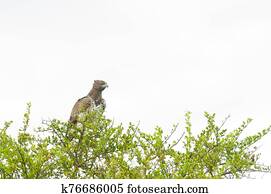 Martial Eagle