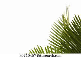 palm leaves