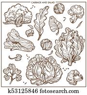 Salad lettuce and cabbages vegetables vector sketch icons Salad lettuce and cabbages vegetables vector sketch icons