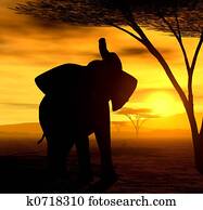 The Elephant The Elephant