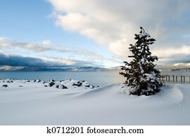 Tree Snow Lake Tahoe Tree Snow Lake Tahoe