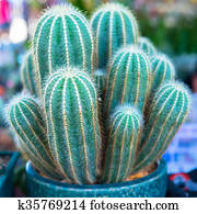 Cactus Cactus