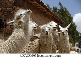 Peruvian Llamas Peruvian Llamas