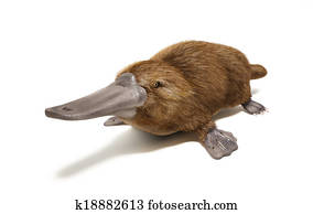Platypus duck-billed animal. Platypus duck-billed animal.