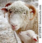 Sheep and lamb Sheep and lamb