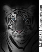 tiger tiger