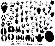 Animal tracks Animal tracks