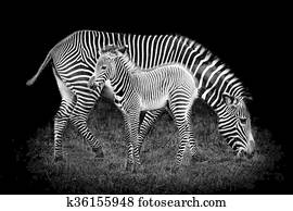 Baby Zebra and Mother Baby Zebra and Mother