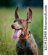 funny dog funny dog