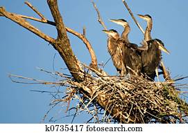 Reiher Küken Stock Bilder und Fotos. 299 reiher küken Fotografien und