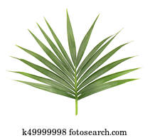 Palm leaf isolated on white background. Closeup of a branch of the coconut tree. Green tropical leaf