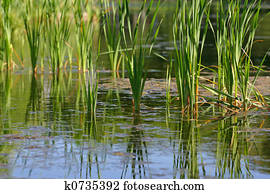 reed (2) reed (2)