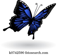 Butterfly Butterfly