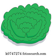 Cabbage Cabbage