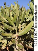 Cactus Cactus