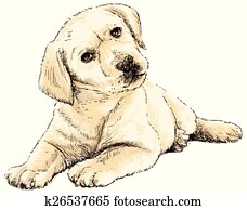 Labrador Retriever Labrador Retriever