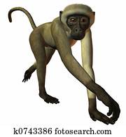 Monkey Monkey