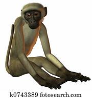 Monkey Monkey