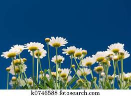Summer flowers Summer flowers