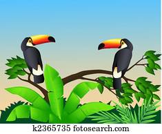 Toucan bird
