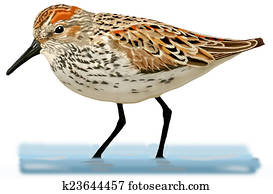 Western Sandpiper in spring Western Sandpiper in spring