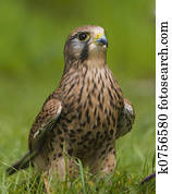 European Kestrel