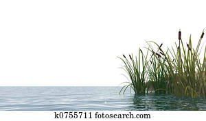 reed reed