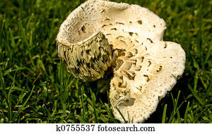 dark spore mushroom company sc
