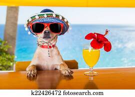 cocktail, hund