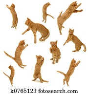 collection of kittens in action collection of kittens in action