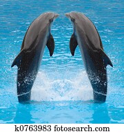 Dolphin twins Dolphin twins