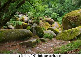 Huelgoat, floresta, le, menage, de, la, Vierge, em, brittany, frança